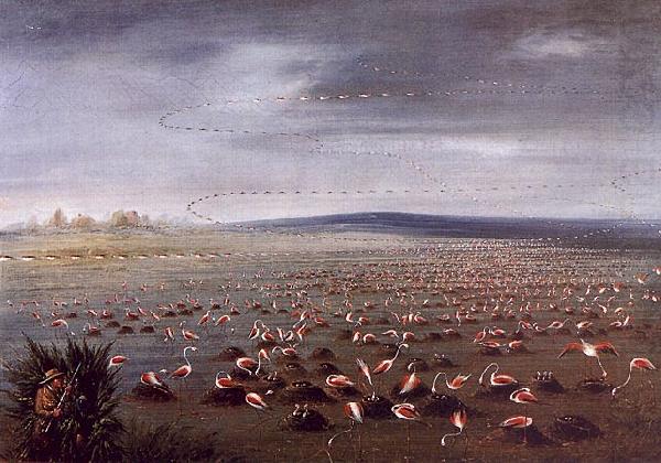 George Catlin Ambush for Flamingoes china oil painting image
